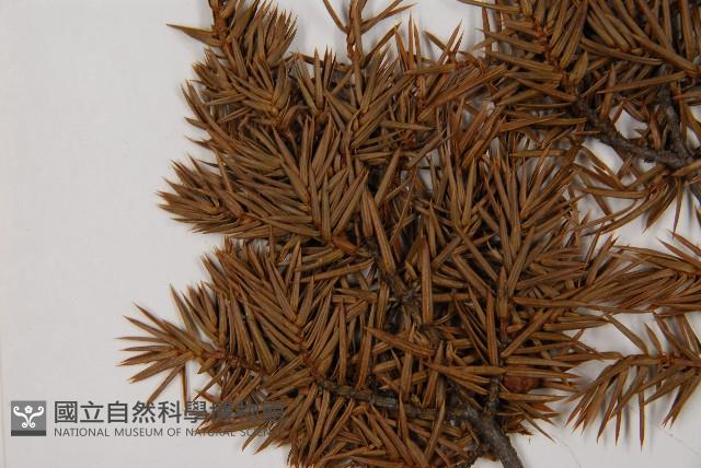 刺柏藏品圖，第5張