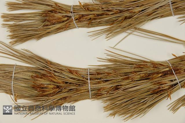 臺灣華山松藏品圖，第5張