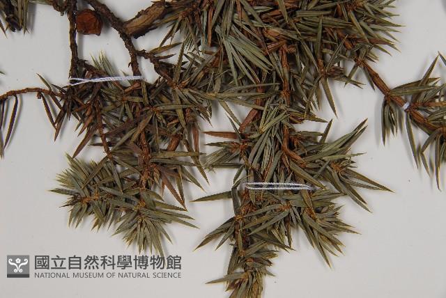 刺柏藏品圖，第5張