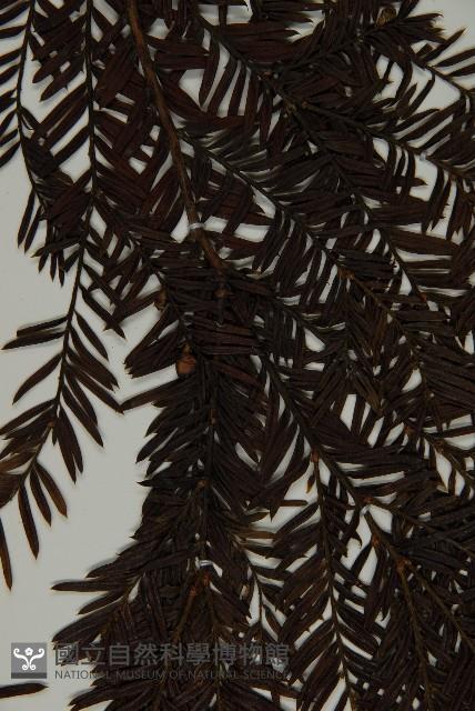 臺灣紅豆杉、紫杉、南方紅豆杉藏品圖，第5張