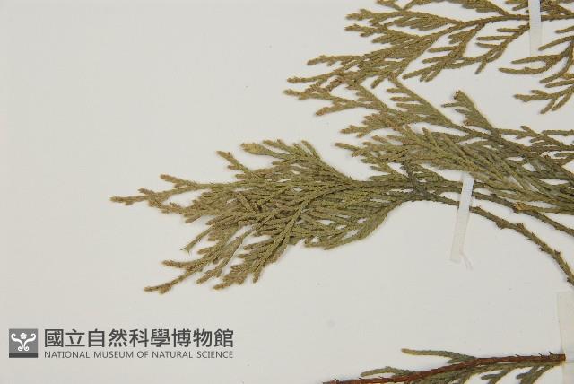 柏木、柏樹藏品圖，第5張