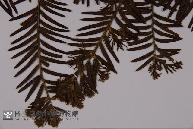 臺灣紅豆杉、紫杉、南方紅豆杉藏品圖，第5張
