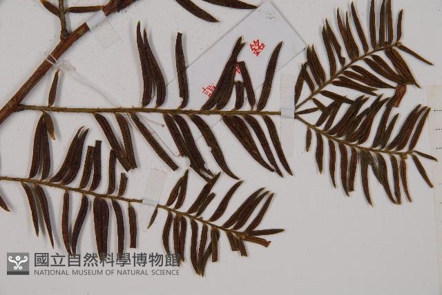 南方紅豆杉藏品圖，第5張