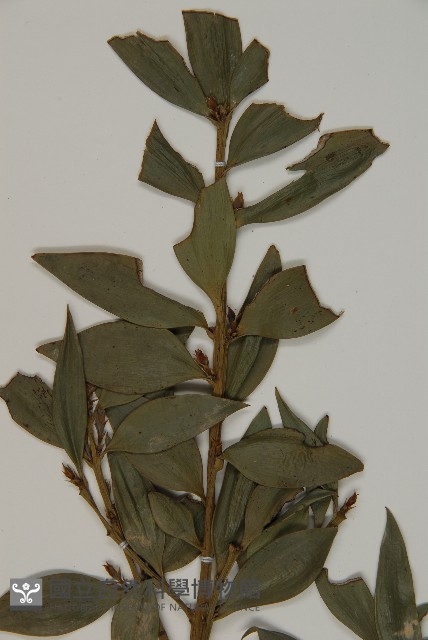 竹柏藏品圖，第4張