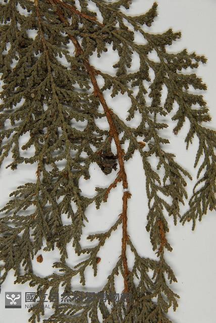 紅檜藏品圖，第5張