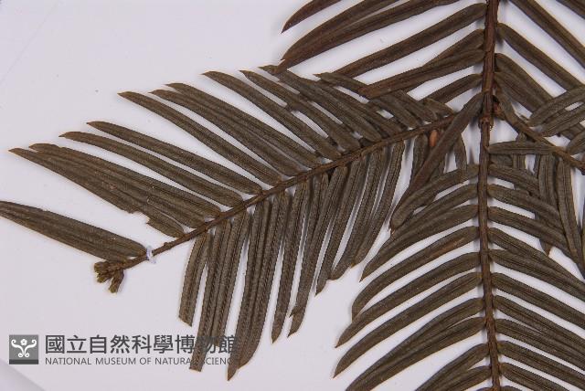 臺灣粗榧、台灣三尖杉藏品圖，第5張