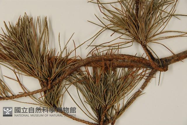 臺灣五葉松藏品圖，第5張