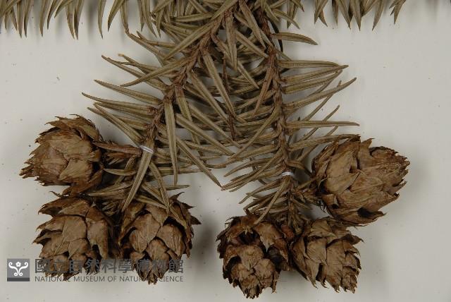 杉木藏品圖，第5張