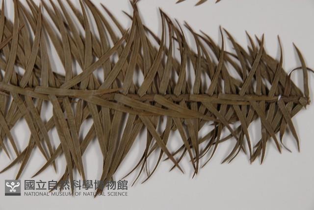 杉木藏品圖，第5張