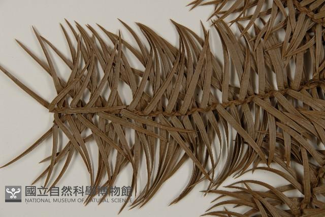 杉木藏品圖，第5張