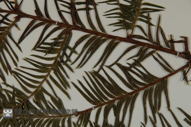 雲南紅豆杉藏品圖，第5張