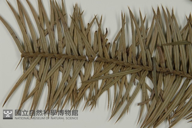 杉木藏品圖，第5張