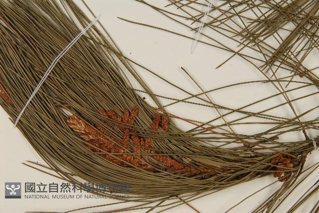 臺灣二葉松藏品圖，第4張