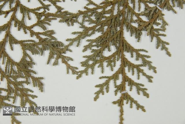 臺灣扁柏藏品圖，第5張