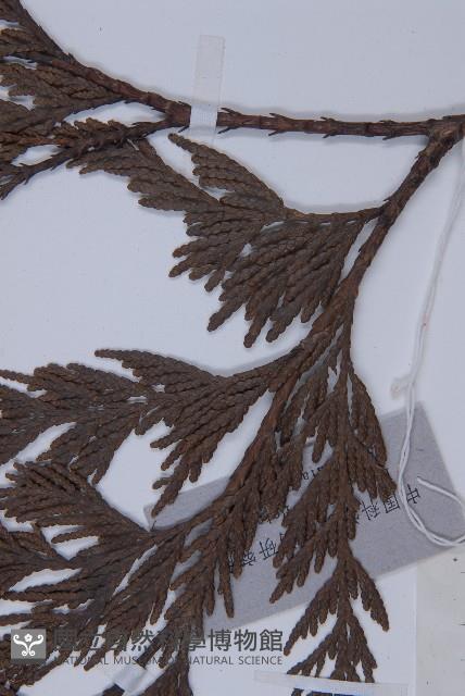 日本香柏藏品圖，第5張