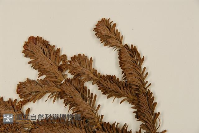 臺灣冷杉藏品圖，第4張