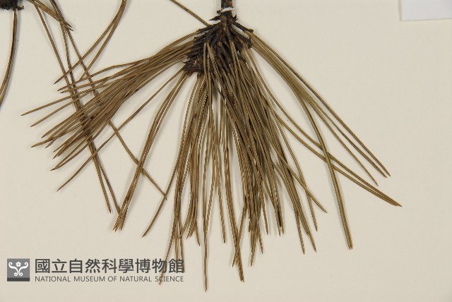 臺灣二葉松藏品圖，第4張