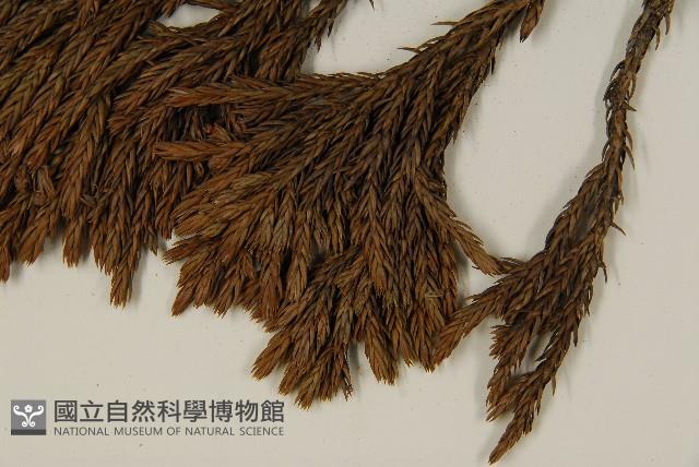 香青藏品圖，第5張