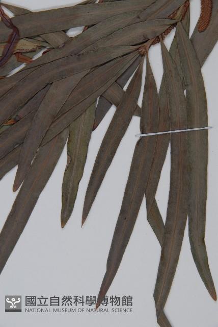 桃實百日青藏品圖，第5張