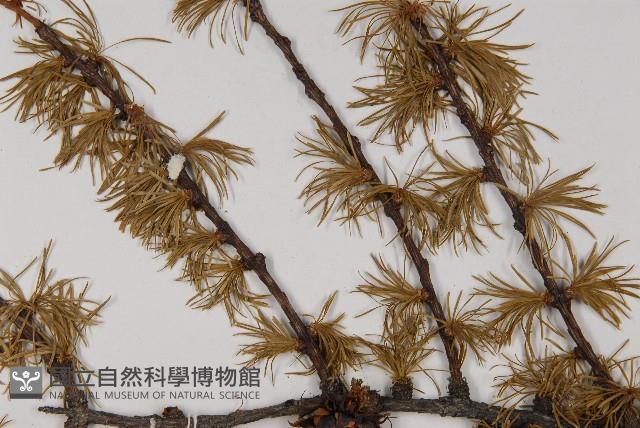 Accession Number:G000348 Collection Image, Figure 5, Total 5 Figures