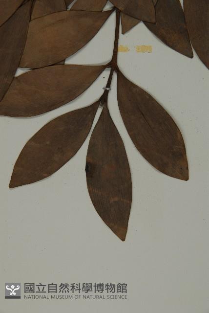 竹柏、南攻竹柏藏品圖，第5張