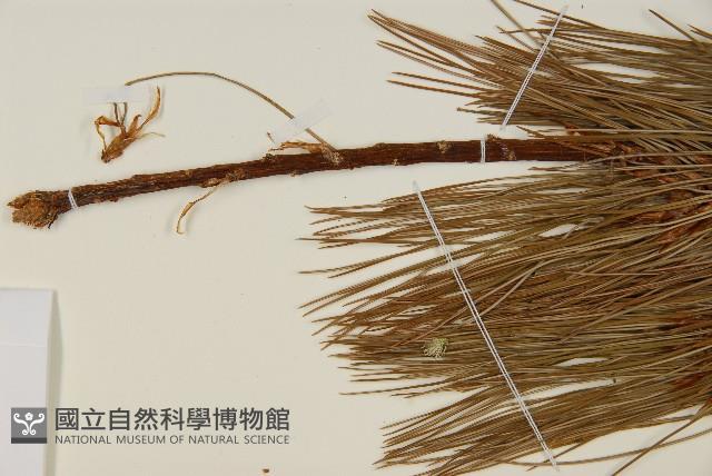 臺灣華山松藏品圖，第5張