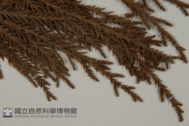 柳杉藏品圖，第5張