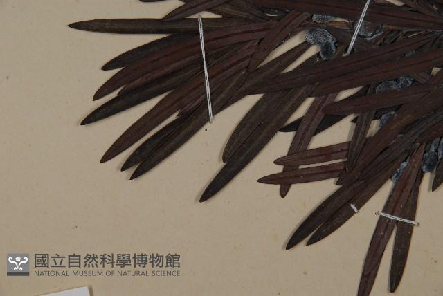 大葉羅漢松藏品圖，第5張