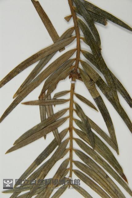 三尖杉藏品圖，第5張