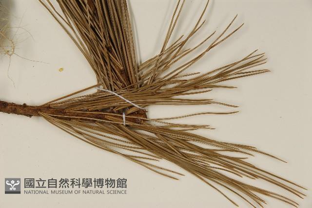 臺灣五葉松藏品圖，第5張