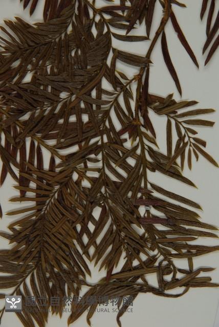 臺灣紅豆杉、紫杉、南方紅豆杉藏品圖，第5張