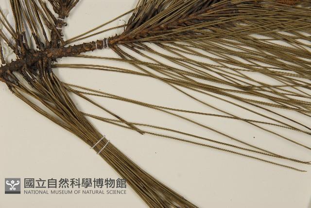 登錄號:G000158藏品圖，第5張