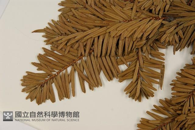 臺灣油杉藏品圖，第5張