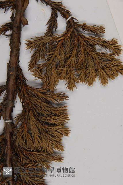 香青藏品圖，第5張