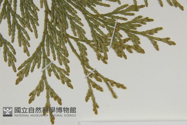 台灣肖楠藏品圖，第5張