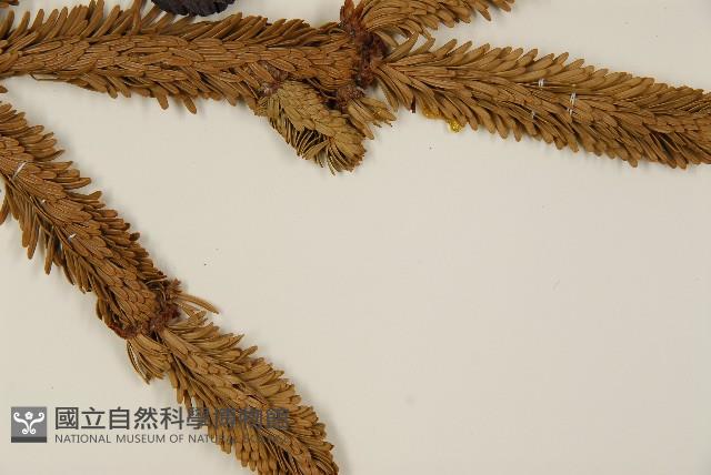 臺灣冷杉藏品圖，第4張