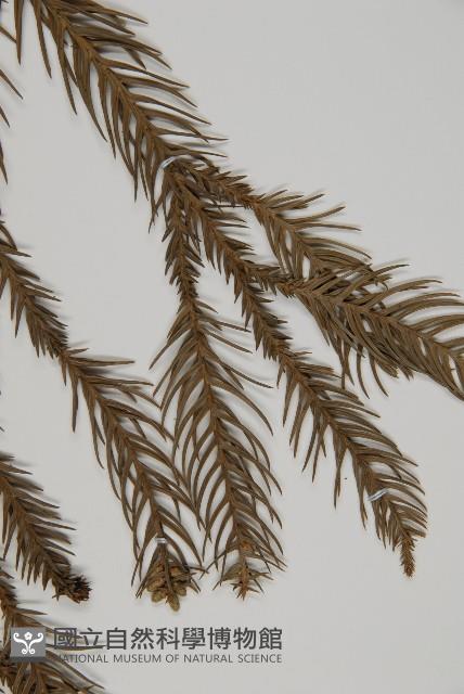 柳杉藏品圖，第5張