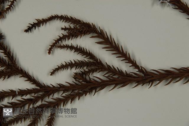 柳杉藏品圖，第5張