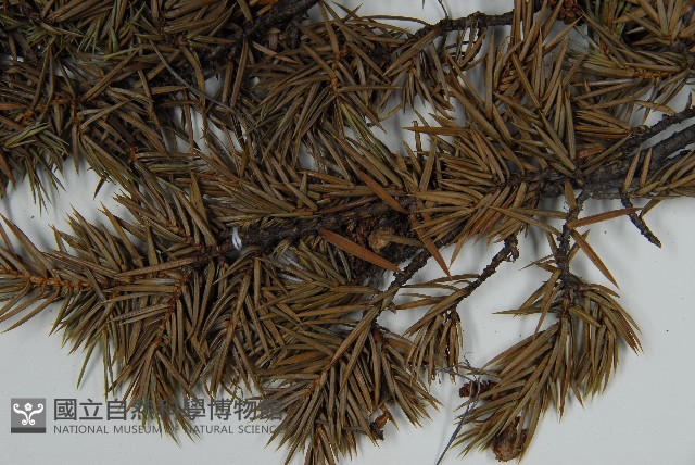 刺柏藏品圖，第5張