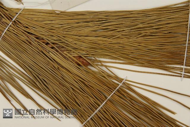 臺灣二葉松藏品圖，第4張