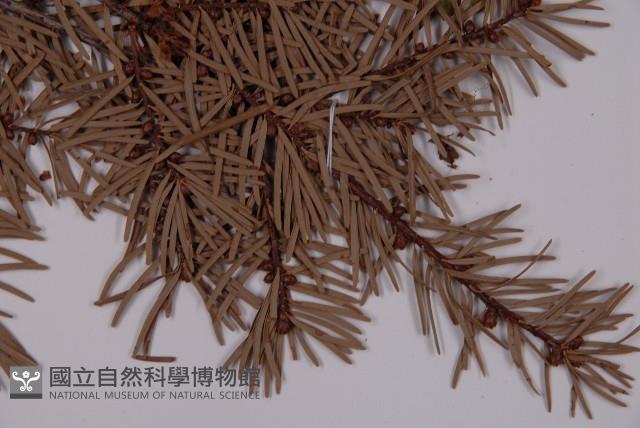 臺灣黃杉藏品圖，第4張