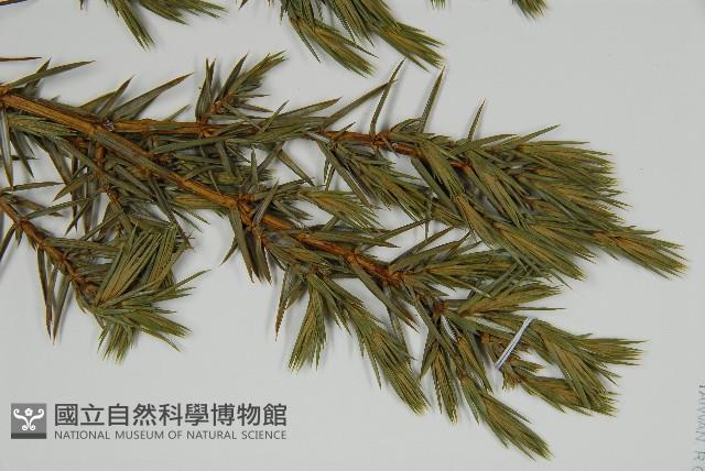 刺柏藏品圖，第5張