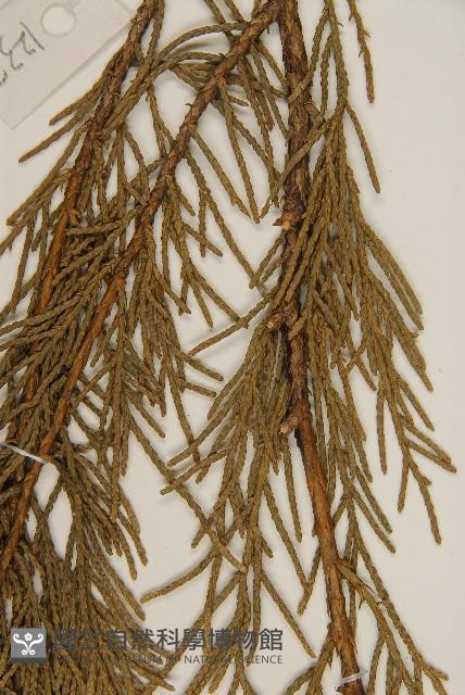 檜柏藏品圖，第5張