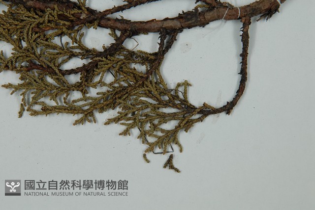 滇藏方枝柏藏品圖，第5張