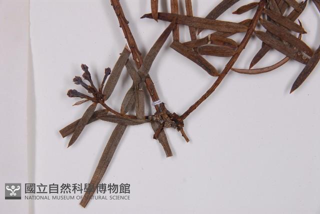 臺灣粗榧、台灣三尖杉藏品圖，第5張
