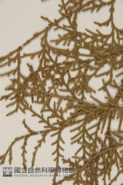 側柏藏品圖，第5張