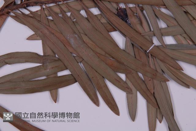 大葉羅漢松藏品圖，第5張