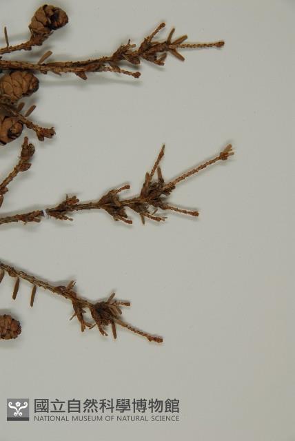 臺灣鐵杉藏品圖，第5張