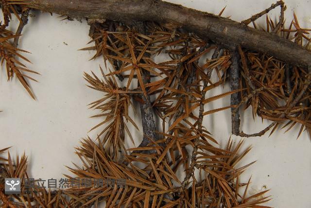 刺柏藏品圖，第5張