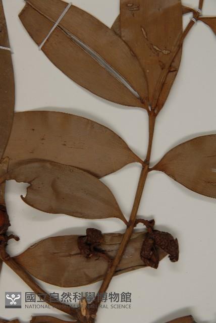 竹柏藏品圖，第5張